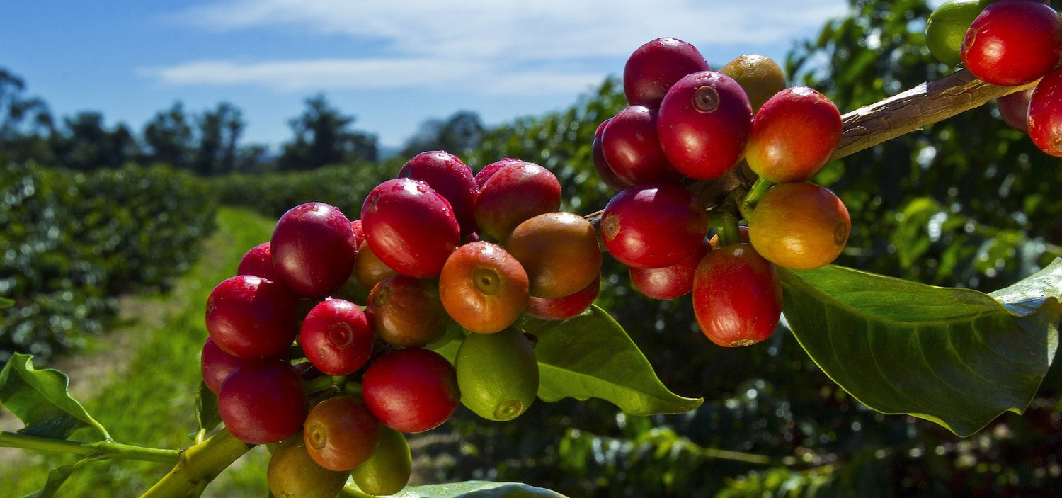 Coffee beans - GOAT STORY