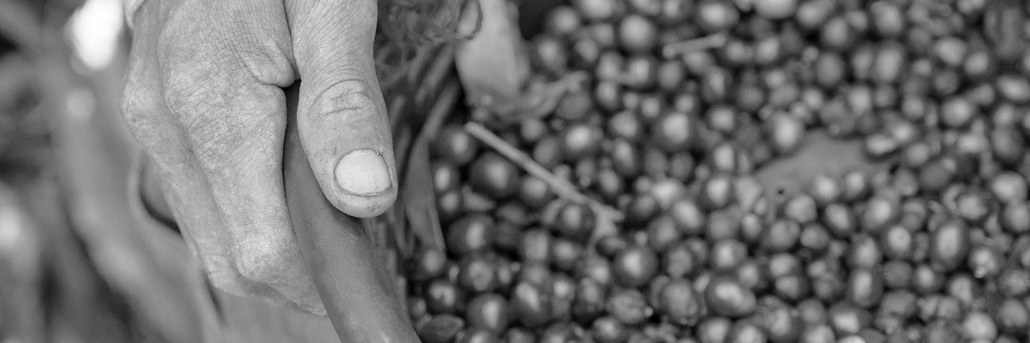 The state of coffee in 2022