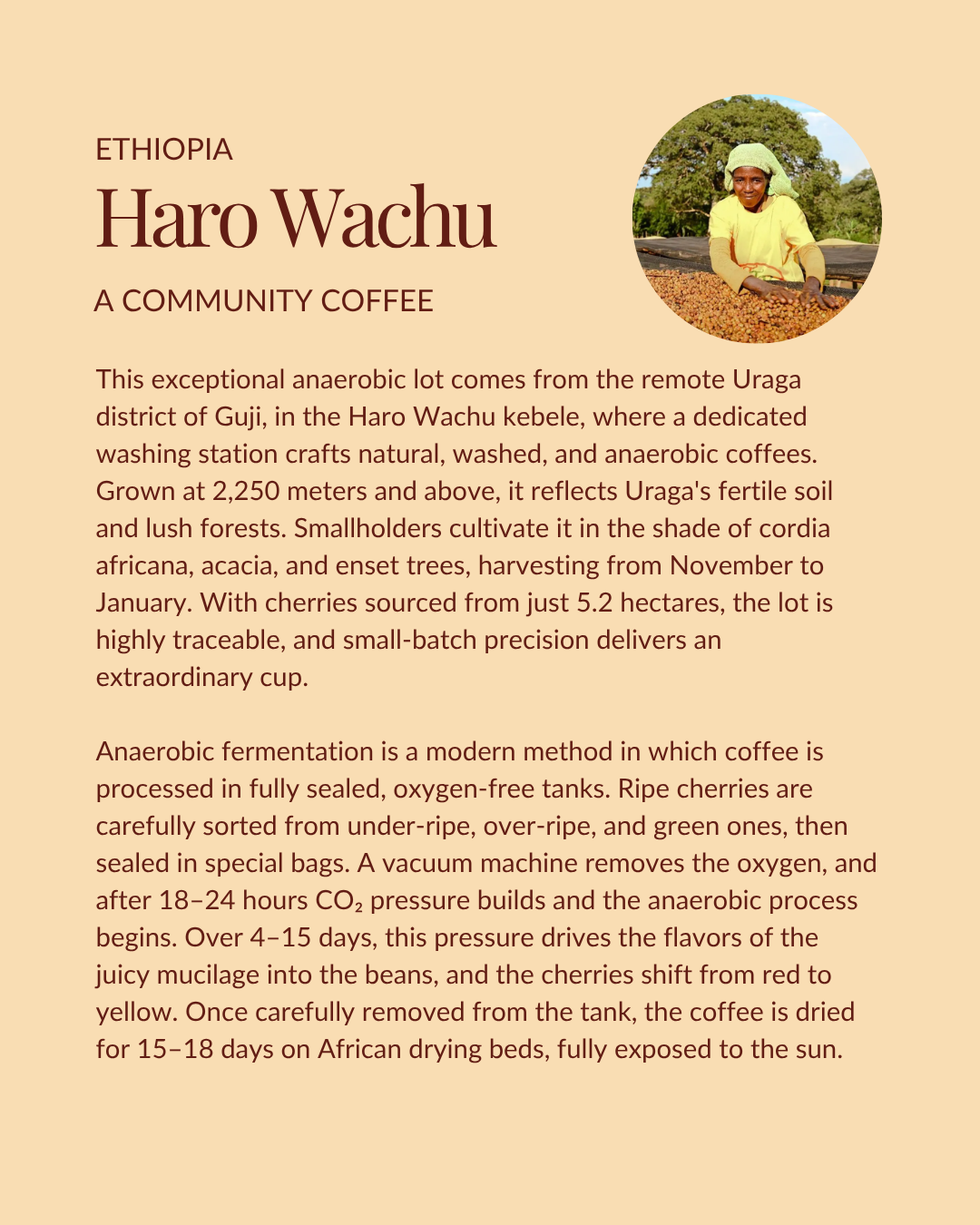 DECAF | Brazil Fazenda São José